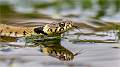 Grass Snake Flicking Tongue in Garden Pond_Roger Hance